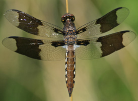 Common Whitetail